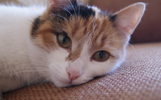 Cat couch brownwhite wideeyes photorealism - daphne allen free wallpaper