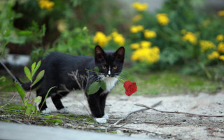 Black white cat flower field 2 - cat free wallpaper
