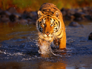 Tiger walking river fish mouth 3 - a tiger free wallpaper