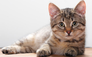 Sad cat wooden floor symmetrical - symmetrical free wallpaper