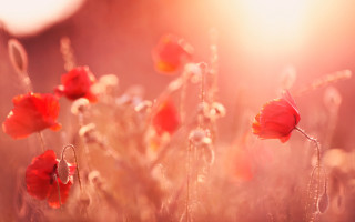 Red flower sunset impressionist closeup - red flower free wallpaper