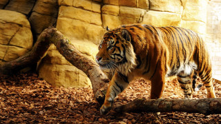 Tiger wood chips rock wall - a tiger free wallpaper