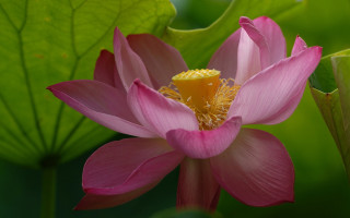 Pink flower yellow center green 16 - ella guru free wallpaper