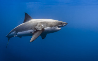 Shark camera precisionism puzzle award - colin moss free wallpaper
