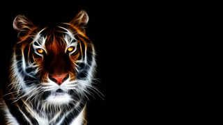 Tiger looking camera black background - a tiger free wallpaper