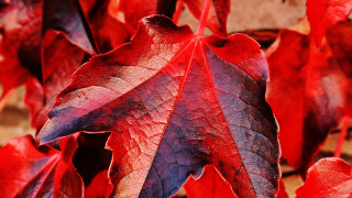 Red purple leaf macro background - andy goldsworthy free wallpaper
