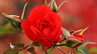 Red rose green leaves blurry 7 - a single flower free wallpaper
