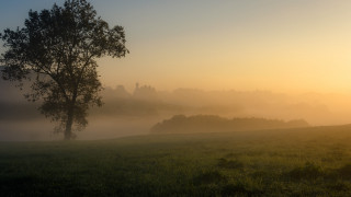 Tree foggy sunset matte bernd - the distance free wallpaper