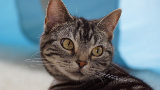 Cat looking at camera blue - toyism free wallpaper for desktop