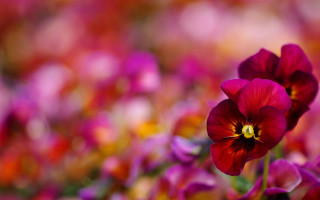 Vivid flower bokeh depth hibiscus - vivid free wallpaper