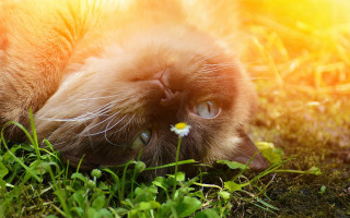 Cat back grass flower mouth - e. william gollings free wallpaper