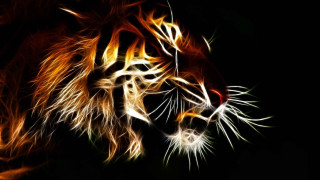 Tiger dark eyes glowing orange - alison kinnaird free wallpaper