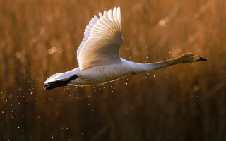 White swan flying tall grass - arie smit free wallpaper