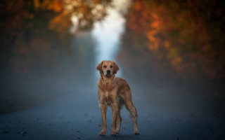 Dog forest road fog impressionist - impressionist free wallpaper