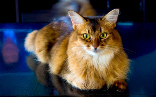Cat bronze sculpture green eyes - the camera free wallpaper