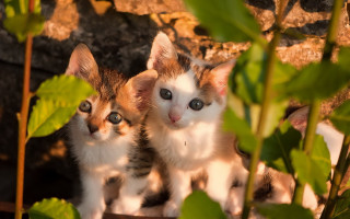 Kittens plant animals photorealistic blurry - the camera and the other free wallpaper