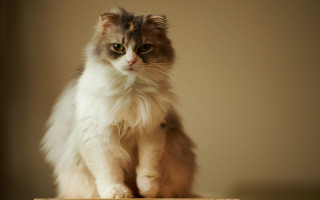 Cat glamor portrait wooden box - a table top free wallpaper