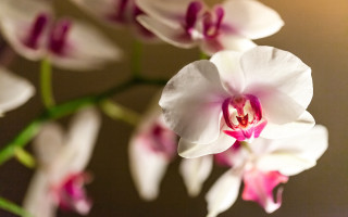 White pink lily macro bokeh - diffuse free wallpaper