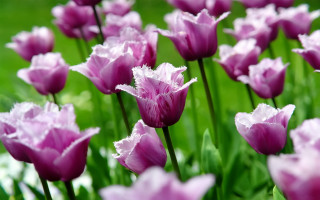 Purple flower field bokeh blurry 2 - the background and a blurry background free wallpaper