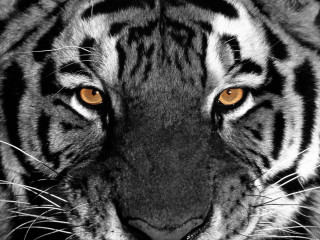 Tiger orange eyes black background - a tiger free wallpaper