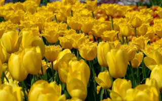 Yellow flower field blue sky 14 - a few white flower free wallpaper