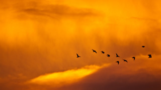 Birds sunset cloudy sky flock - sunset free wallpaper