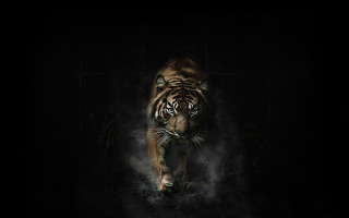 Tiger walking dark room smoke - a tiger free wallpaper