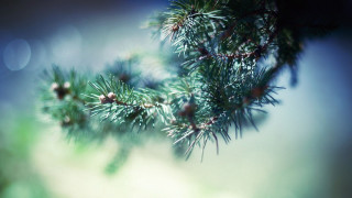 Pine branch moonlight night scene - a close up of a pine tree branch free wallpaper