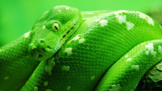 Green snake white spots curled - white spot free wallpaper