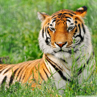 Tiger laying grass sad looking - a tiger free wallpaper