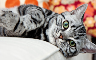 Cat couch pillow flower heterochromia - top of a couch next free wallpaper