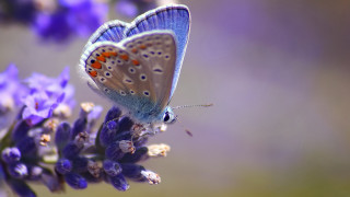Blue butterfly purple flower orange - closed free wallpaper