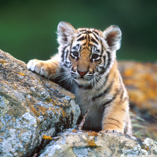 Tiger cub climbing rock sunny - a rock free wallpaper