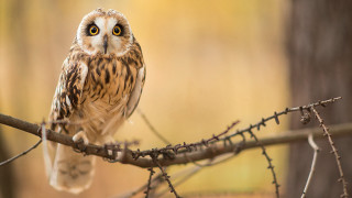 Small owl perched branch blurry - a blurry background of leaves free wallpaper