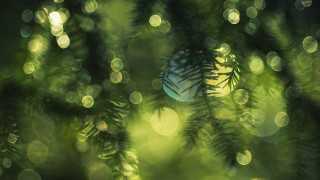 Blurry pine tree ball bokeh - tonalism free wallpaper