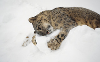 Snow leopard laying open mouth - its head on free wallpaper
