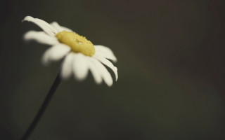 White flower yellow center shallow - a single white flower free wallpaper