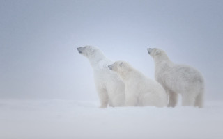 Polar bears snow distant sky - polar free wallpaper