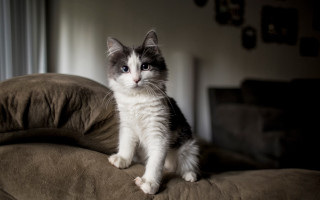 Sad cat couch rococo felix - a sad look free wallpaper
