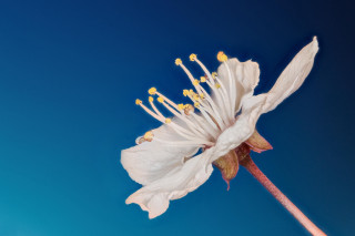 White flower yellow stamens blue 2 - thin free wallpaper