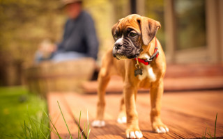 Shiba inu wooden deck photorealism - a person in the background free wallpaper