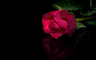Red rose black surface reflection - its reflection free wallpaper