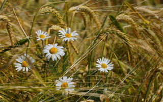 Field white flowers yellow centers - yellow center free wallpaper