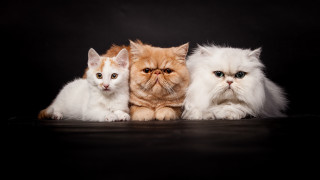 White cat blue eyes black - animal free wallpaper