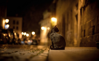 Cat street night bokeh blurry - the building free wallpaper