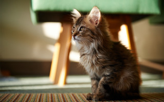 Kitten green chair upward blurry - f 1. free wallpaper