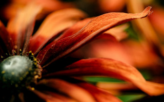 Orange flower macro blurry background 4 - orange free wallpaper