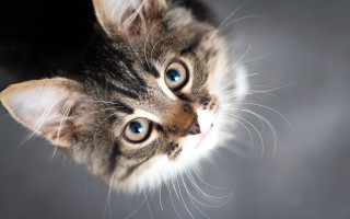 Kitten blue eyes symmetrical facial - symmetrical eye free wallpaper