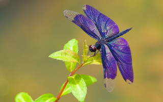 Blue dragonfly green leaf butterfly - a blue dragonfly free wallpaper