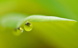 Water drop green leaf macro 8 - single free wallpaper
